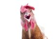 Backyard_Chicken